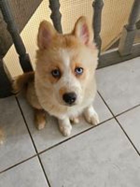   Pomsky F4  