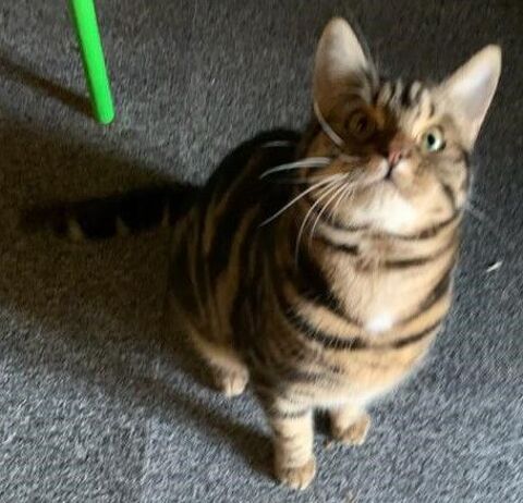 Juju chat joueur de 2 ans 0 49150 Fougeré
