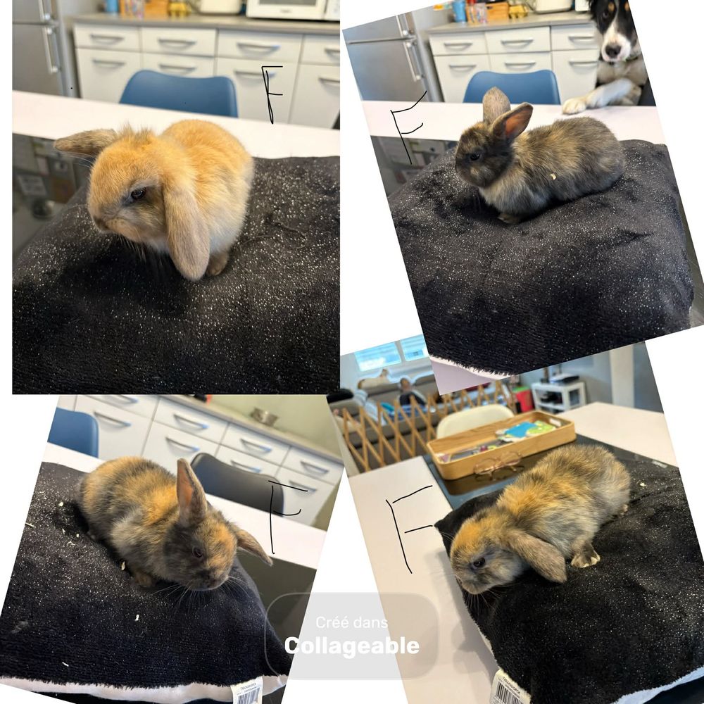   Lapin nain bélier  