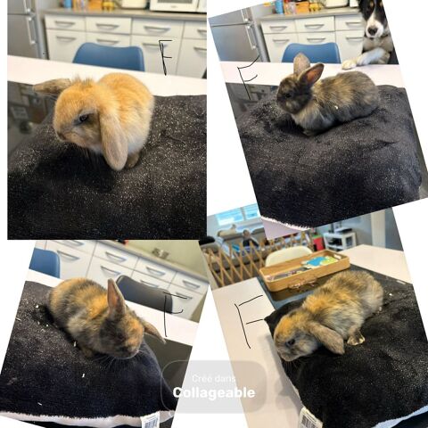 Lapin nain b&eacute;lier 30 59730 Solesmes
