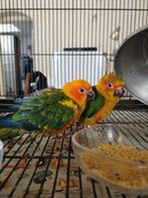   Conures soleil elévés a main 

