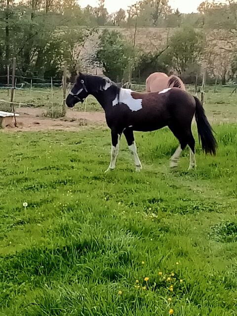 joli poulain pie noir tobiano papier fran&ccedil;ais oc
1600 59570 Houdain-lez-bavay