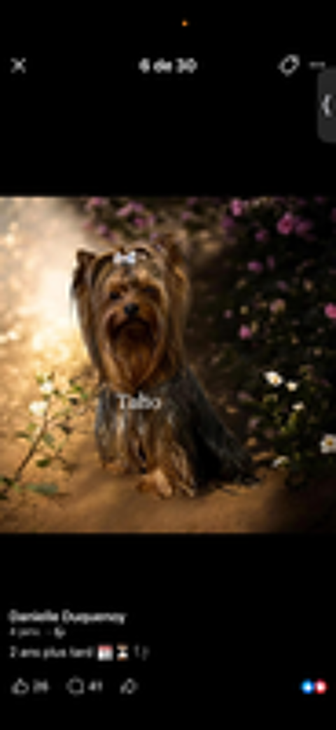   chiot yorkshire a reserver mâles et femelle  