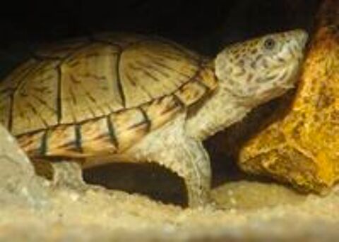   recueille toutes espèces de tortues aquatiques.  