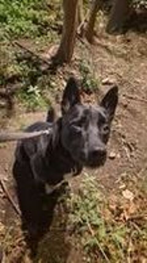   Chien SPIKE à l adoption 