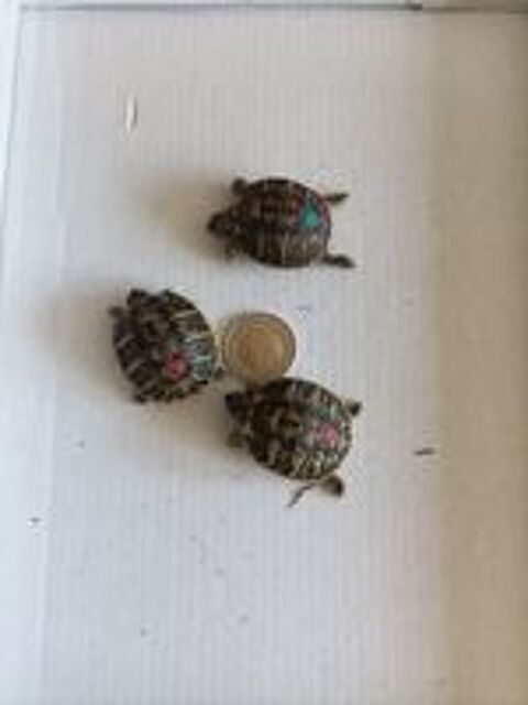   tortue 2025 