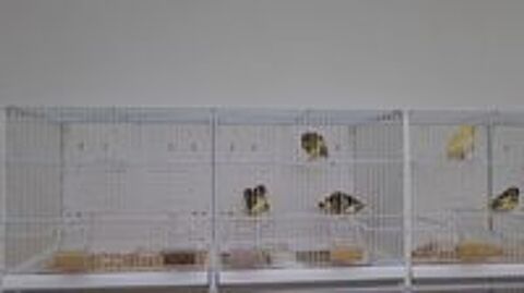   Cages d'élevage + millet en grappe 