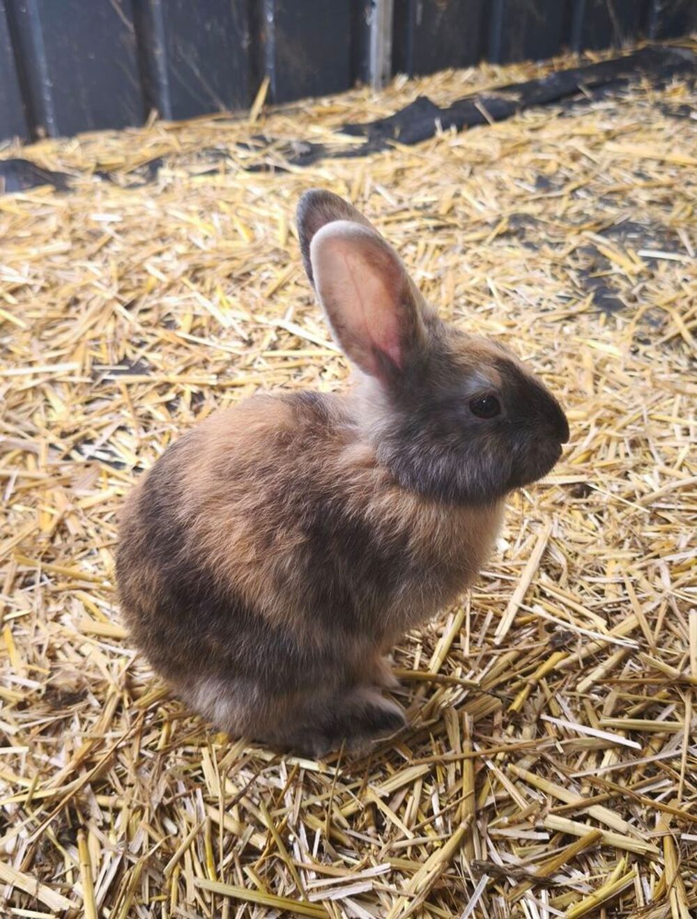   Lapins  