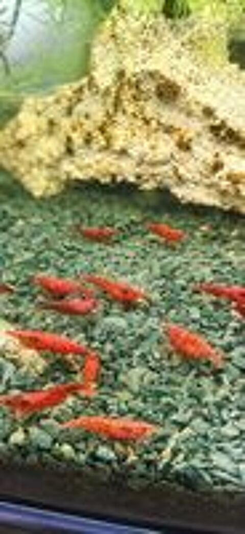   Crevettes neoricaridina jaunes, oranges, bleues et rouges 