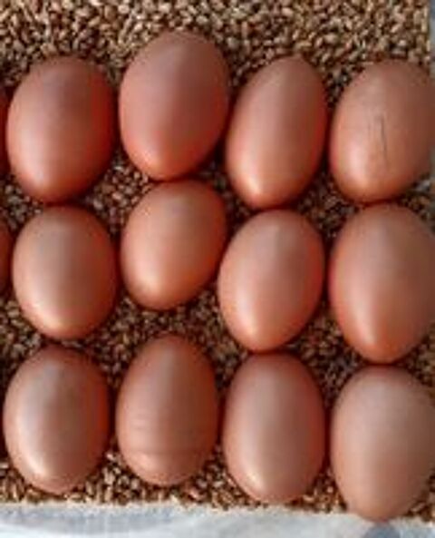   Oeufs fécondés ,  poule et coq welsumer  