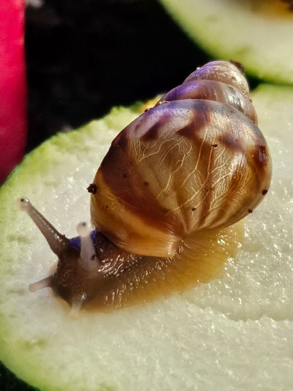escargots Jardin
