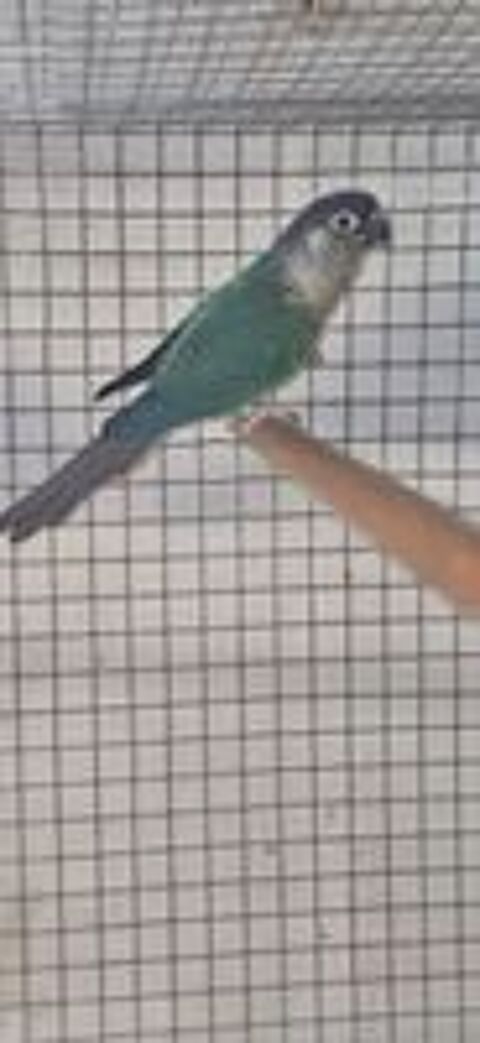   Conure femelle 