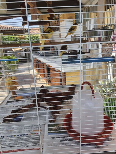 canaris/ 83230 0 83230 Bormes-les-mimosas