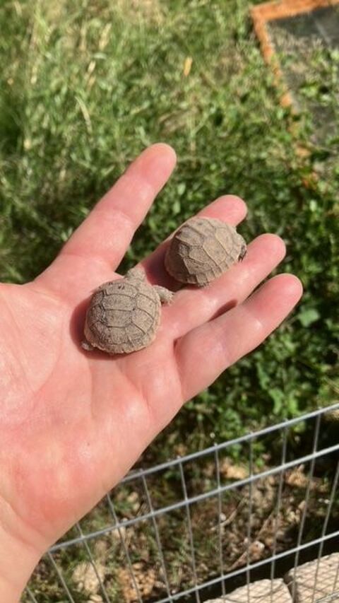 petites tortues 30 13630 Eyragues