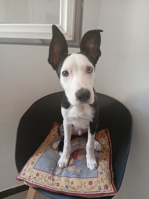 Chiot croisé staffie 150 13300 Salon-de-provence