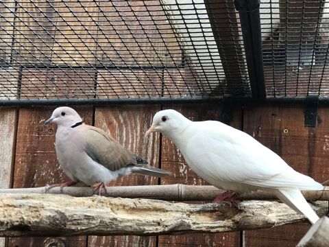 Tourterelles Blanches 85470 Brem-sur-mer