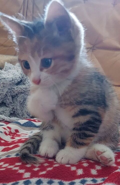 Chaton cherche famille 0 95420 Magny-en-vexin