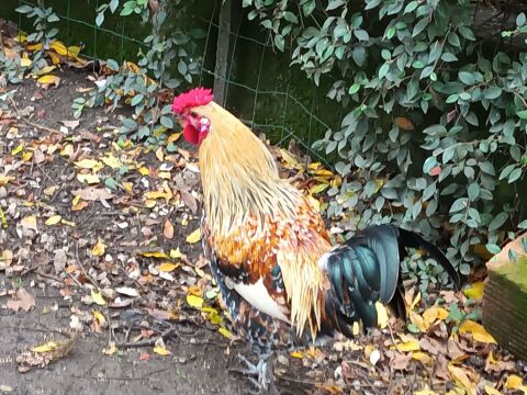 Choisissez votre superbe coq 41100 Vendme