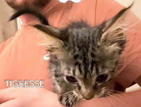 Chat TIGRESSE &agrave; l adoption 140 07430 Savas