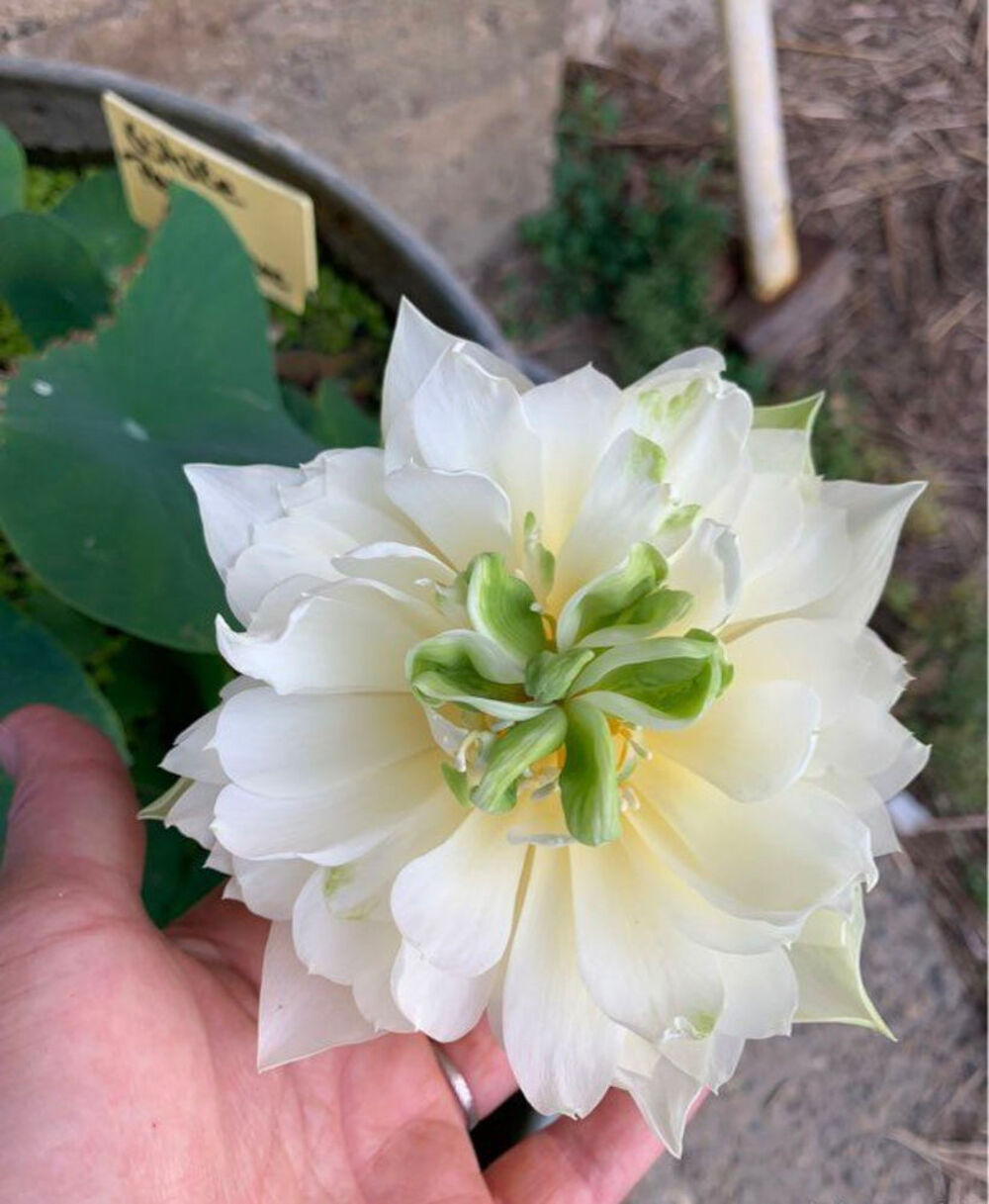 lotus white pear flower Jardin