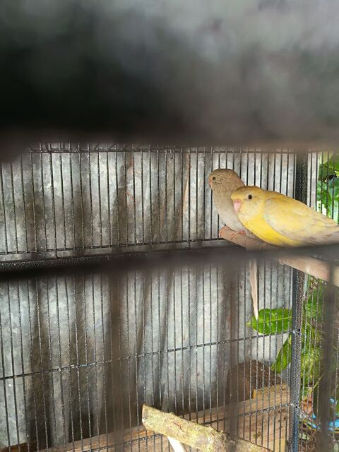 Croupion 30 49300 Cholet