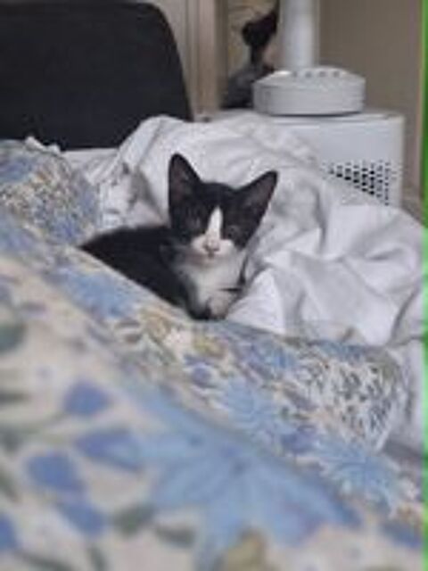   Griselda & Eliot un adorable duo  irrésistible à l'adoption 