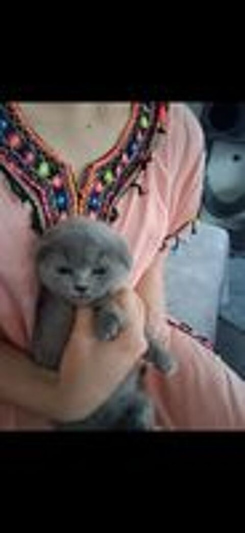   Magnifique chaton Scotisch fold 