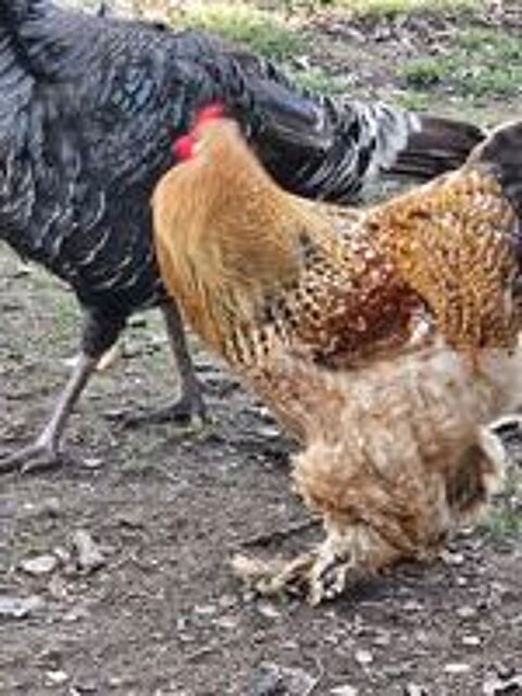   Coqs brahmas  