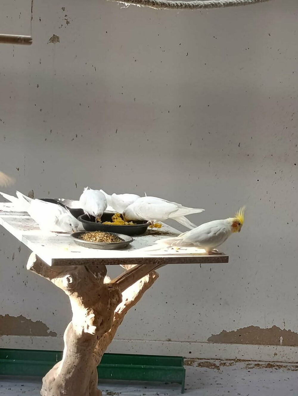   Calopsitte albinos 