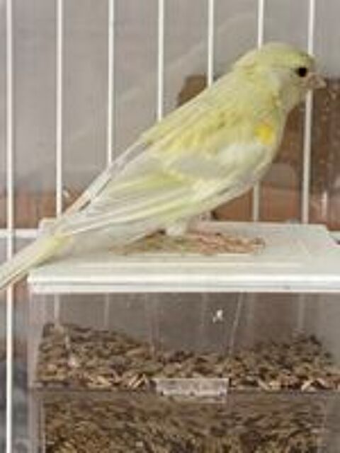   Canaris  