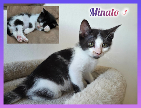 Chaton &agrave; adopter 200 12850 Sainte-radegonde