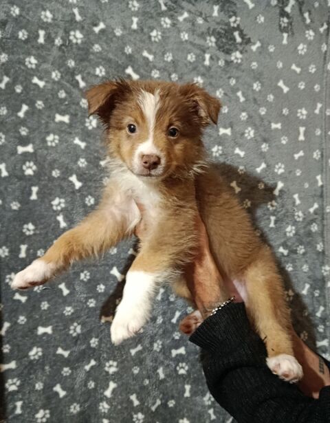 Chiots berger australien non lof 650 19450 Chamboulive