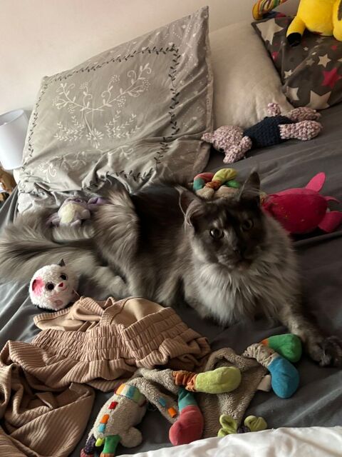 Chaton main coon 1000 82100 Castelsarrasin