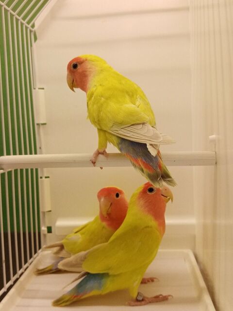 Ins&eacute;parables roseicollis 2025 50 38110 Dolomieu