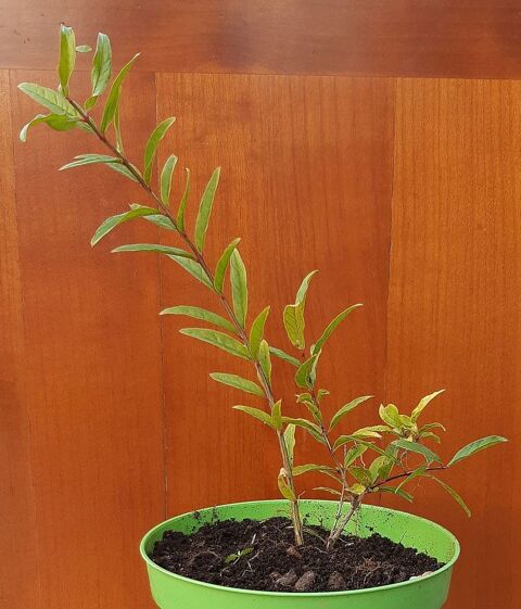 Plant de Grenadier Wonderful Bio 20 La Seyne-sur-Mer (83)