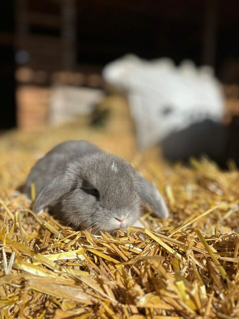 Lapin gant belier 11500 Quillan