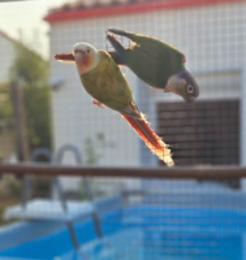   couple de conures molinae 