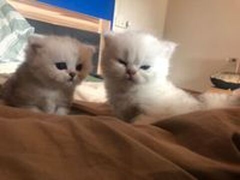   CHATONS PERSANS 