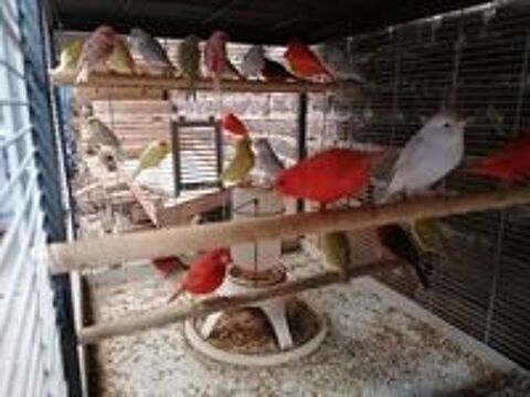   Canaris de couleurs diverses  males et femelles  