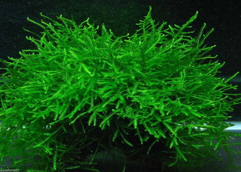 mousse java
(plante aquatique aquarium) 1 69380 Les chres