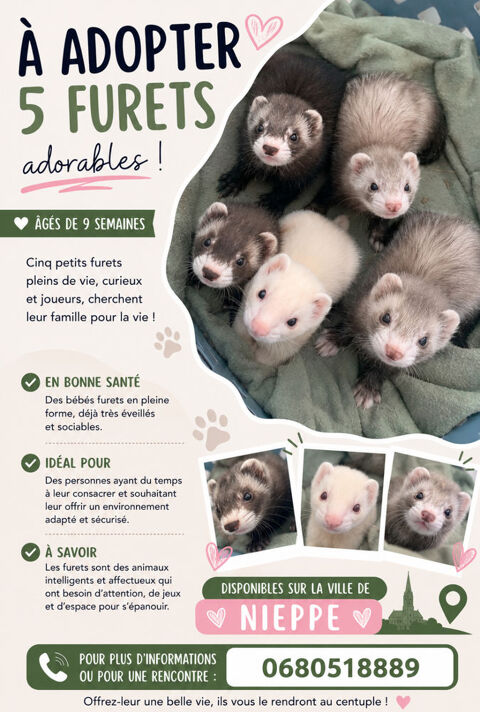 FURETONS DE 9 MOIS 100 59850 Nieppe
