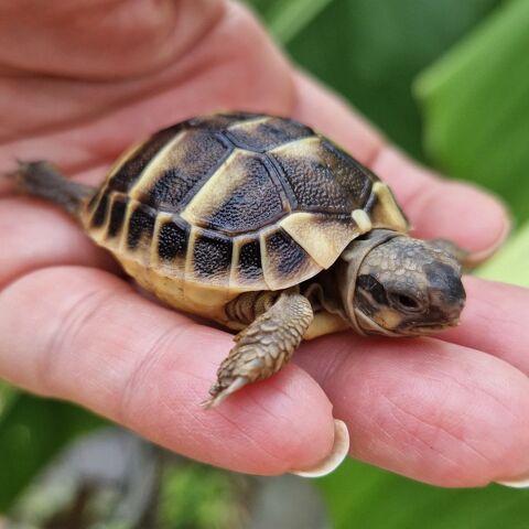 Tortue bébé juvénile (Ile de France) 80 91620 La ville-du-bois