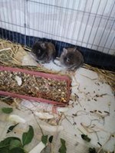   Lapins nains 