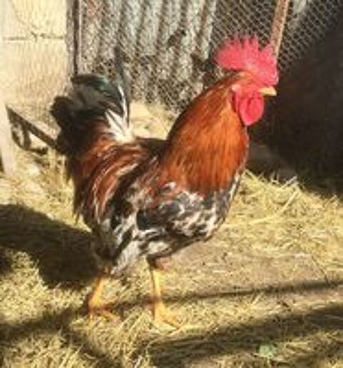   Beau coq de ferme reproducteur 