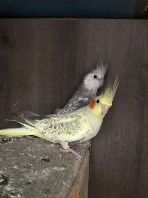 Couple calopsittes 60 07380 Meyras