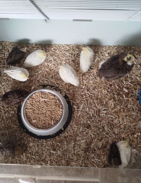 Caille de chine 15 66480 Maureillas-las-illas