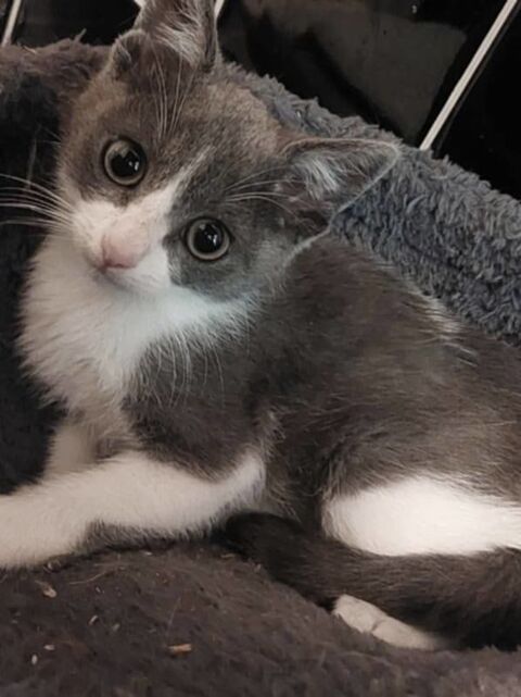 Alvin chaton gris et blanc 2 mois chercvhe adoptants serieux 130 11000 Carcassonne