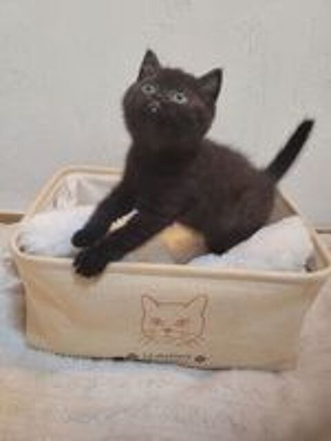   Chaton british shorthair LOOF  