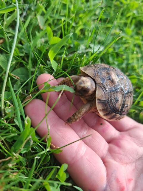 Tortue terrestre 50 38000 Grenoble