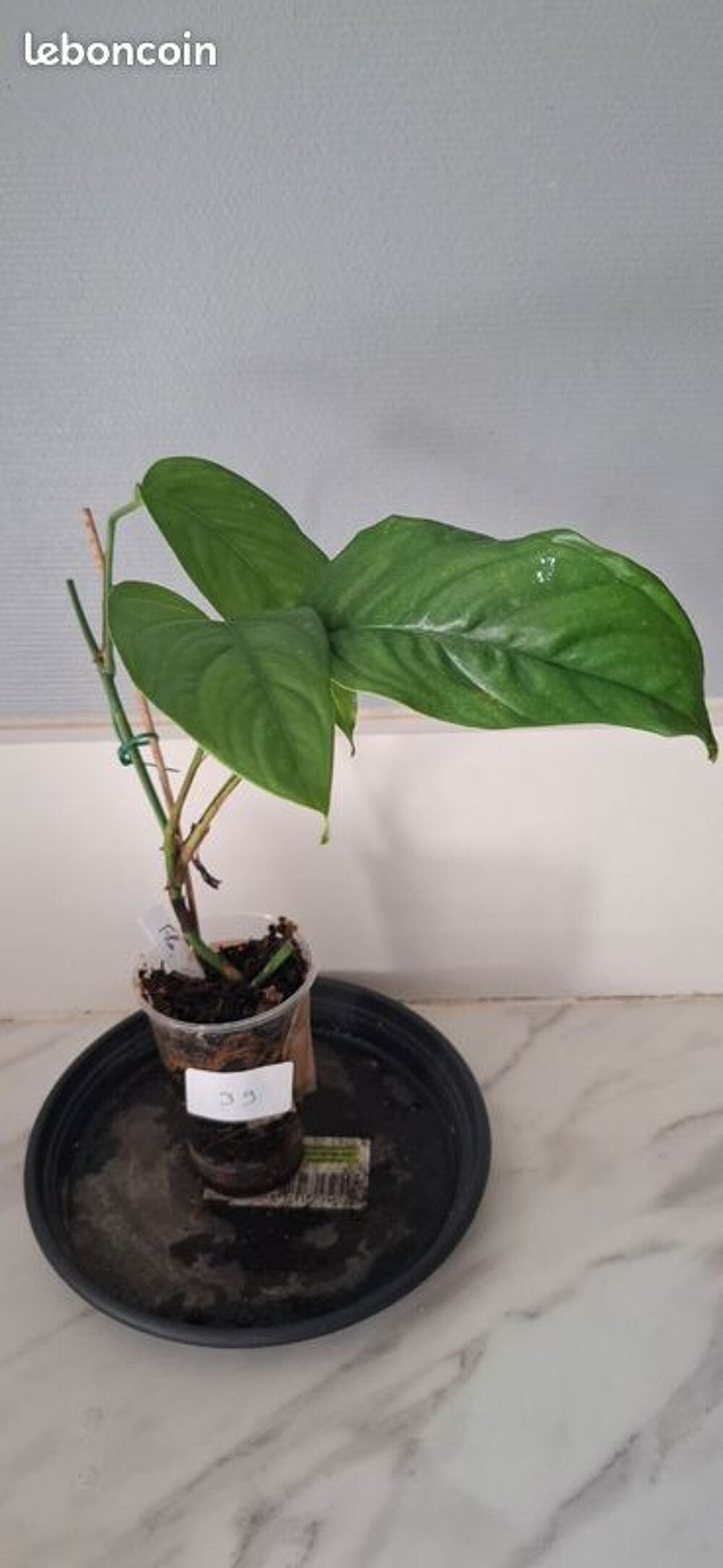 Monstera obliqua filamentous bouture 39 Décoration